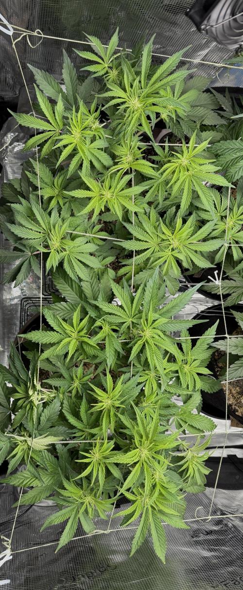 Gold Glue Organic Run AGAIN. Week 6
