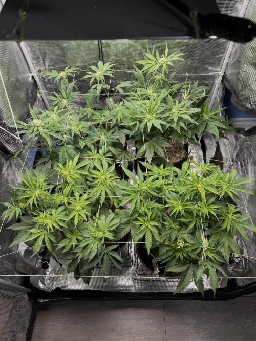 Gold Glue Organic Run AGAIN. Week 6 - Moved gg to front