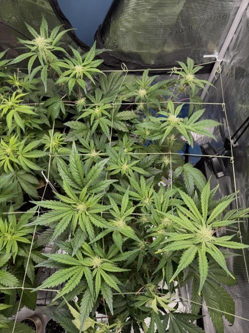 More Organic Autos: MW x GWK (Freebie). Week 6 - Moved the wedding to the back so I could tilt the light slightly higher for them