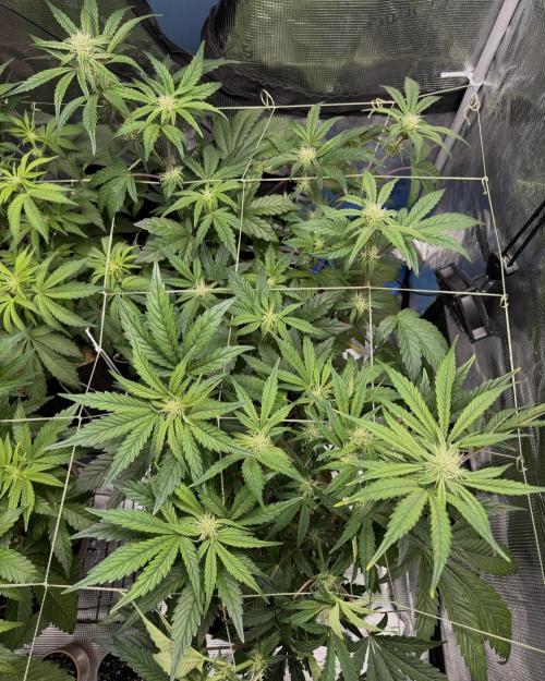 More Organic Autos: MW x GWK (Freebie). Week 6