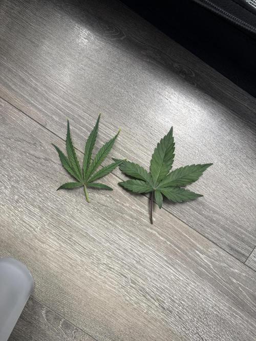 Gold Glue Organic Run AGAIN. Week 6 - Strain fan leaf comp
