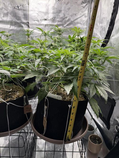 Gold Glue Organic Run AGAIN. Week 6 - Size @ day 45