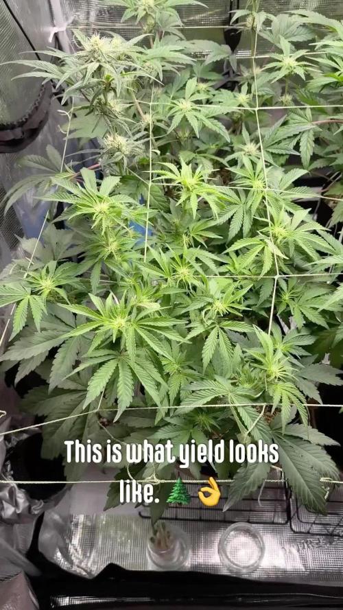 Gold Glue Organic Run AGAIN