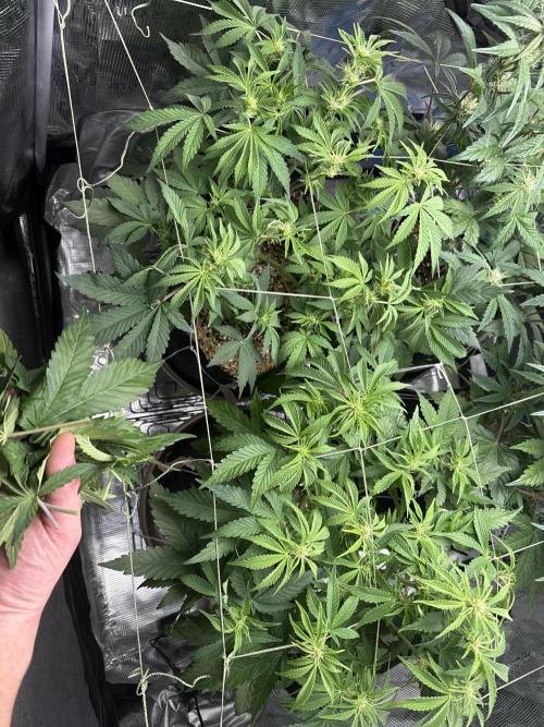 More Organic Autos: MW x GWK (Freebie). Week 6