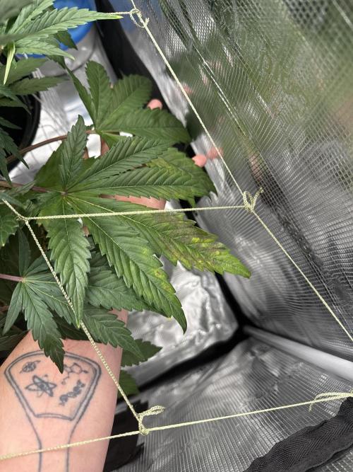 More Organic Autos: MW x GWK (Freebie). Week 6