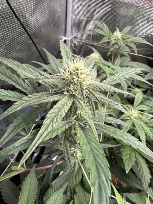 More Organic Autos: MW x GWK (Freebie). Week 6