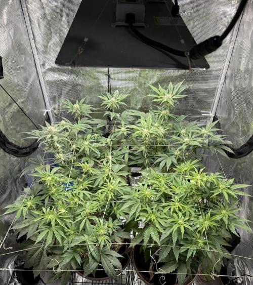 More Organic Autos: MW x GWK (Freebie). Week 6
