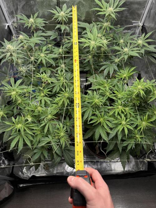 More Organic Autos: MW x GWK (Freebie). Week 6