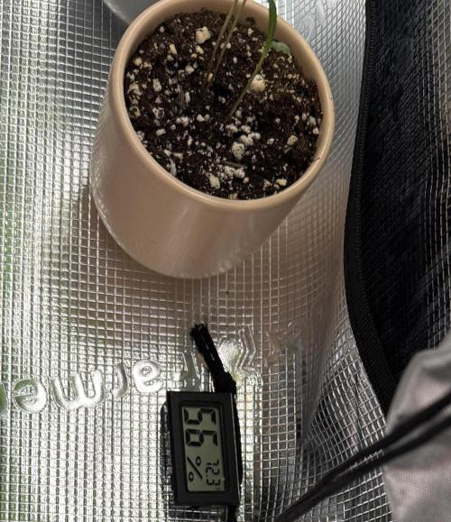 More Organic Autos: MW x GWK (Freebie). Week 6