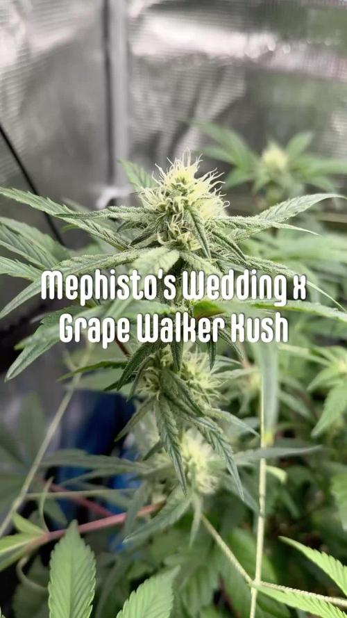 More Organic Autos: MW x GWK (Freebie)