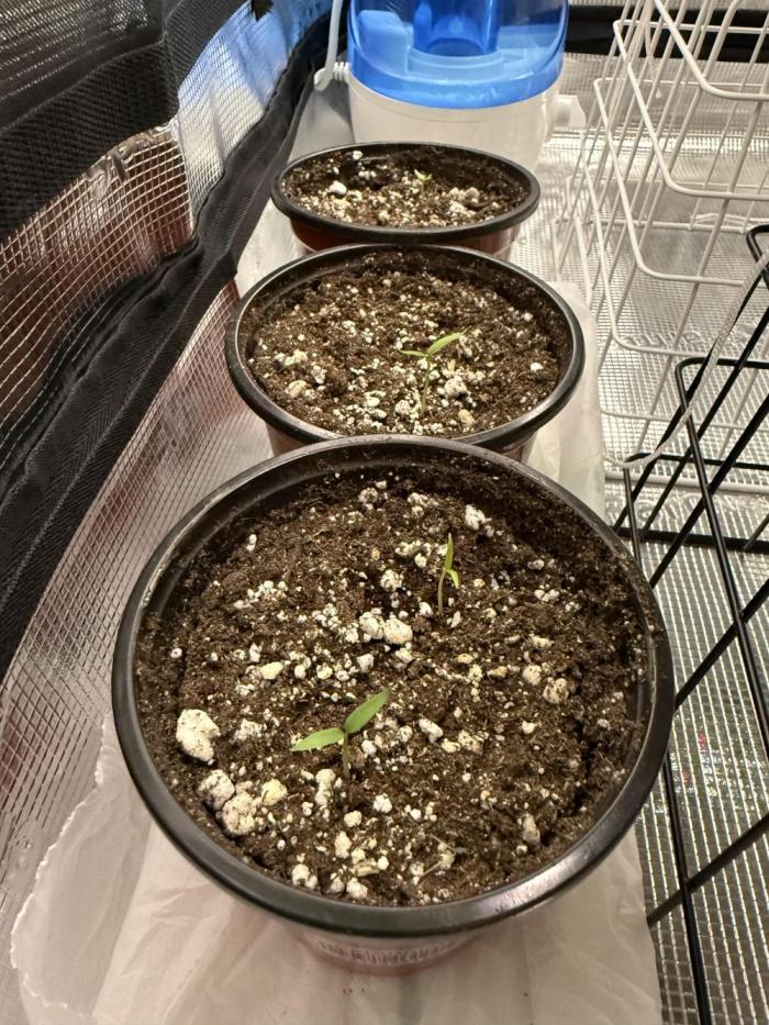 Habenero Bonsai Project 🌶️🌴. Week 0
