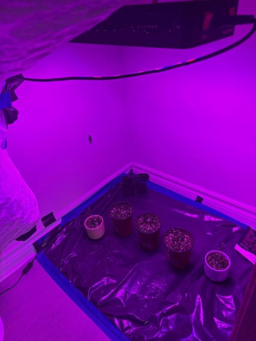 Habenero Bonsai Project 🌶️🌴. Week 2