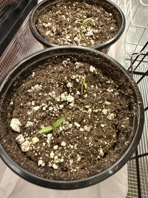 Habenero Bonsai Project 🌶️🌴. Week 2