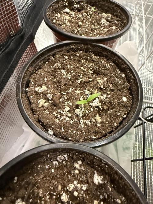 Habenero Bonsai Project 🌶️🌴. Week 2