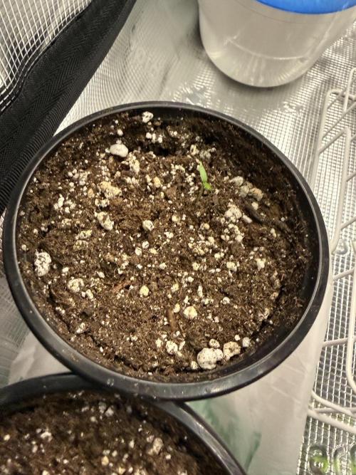 Habenero Bonsai Project 🌶️🌴. Week 2