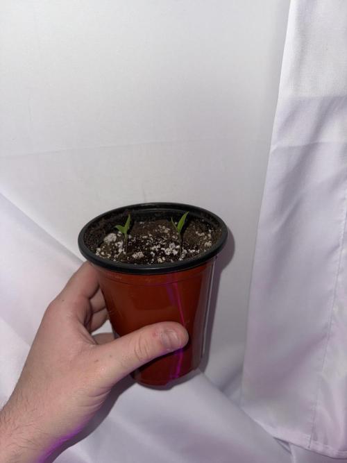 Habenero Bonsai Project 🌶️🌴. Week 2