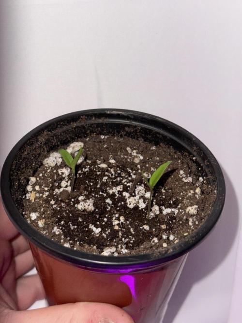 Habenero Bonsai Project 🌶️🌴. Week 2
