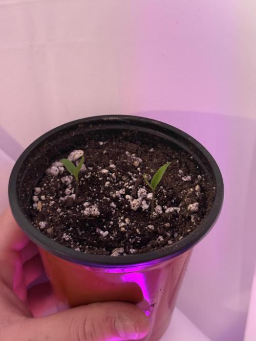 Habenero Bonsai Project 🌶️🌴. Week 2