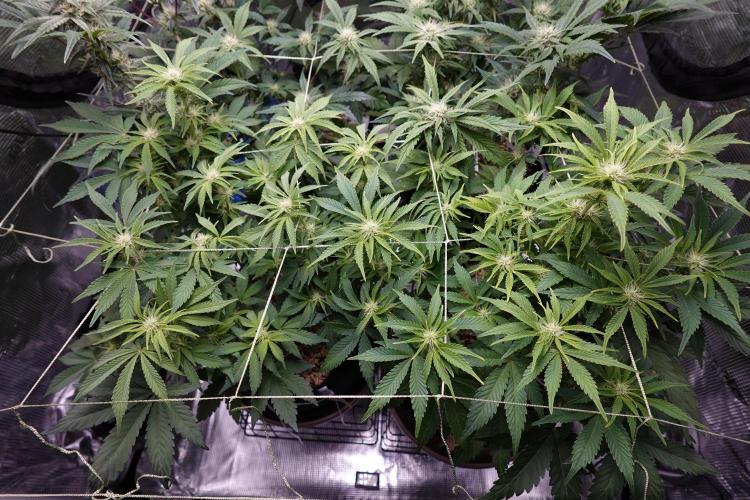 Gold Glue Organic Run AGAIN. Week 7