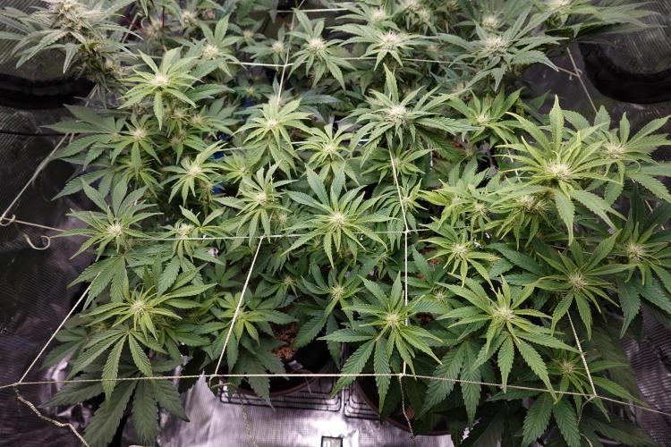 Gold Glue Organic Run AGAIN. Week 7