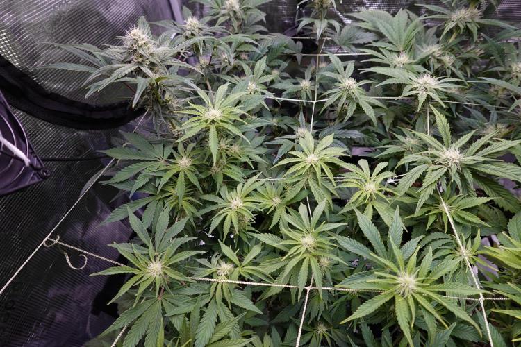 Gold Glue Organic Run AGAIN. Week 7