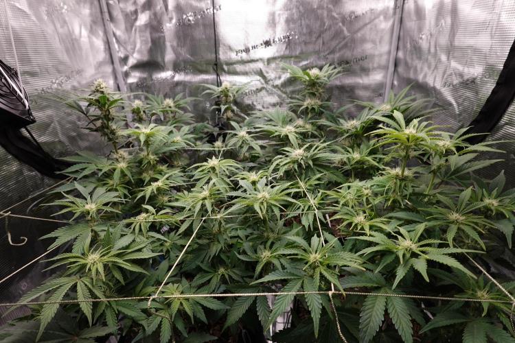 Gold Glue Organic Run AGAIN. Week 7
