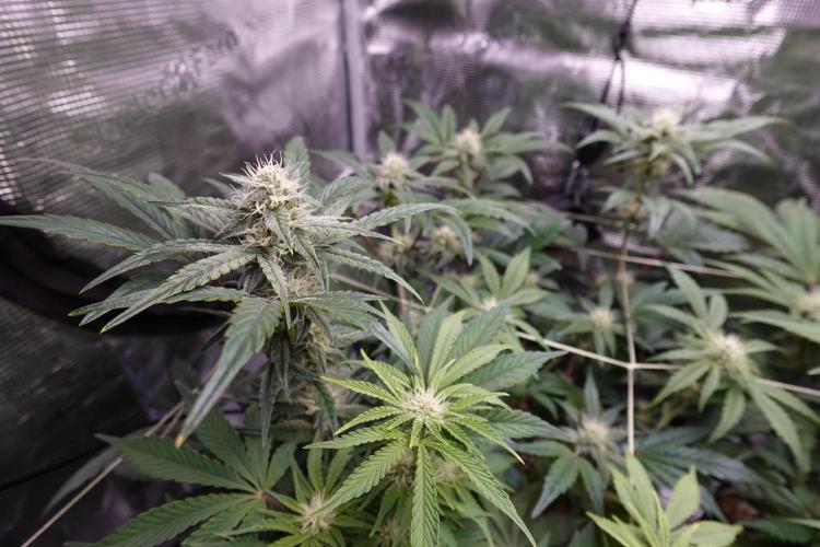 More Organic Autos: MW x GWK (Freebie). Week 7
