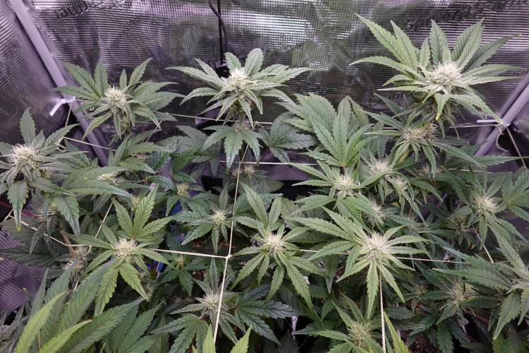 More Organic Autos: MW x GWK (Freebie). Week 7