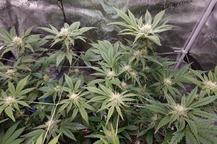 More Organic Autos: MW x GWK (Freebie). Week 7