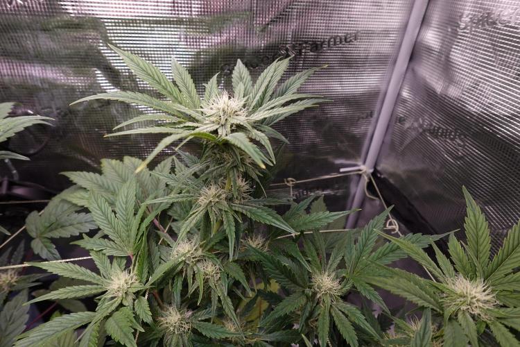 More Organic Autos: MW x GWK (Freebie). Week 7