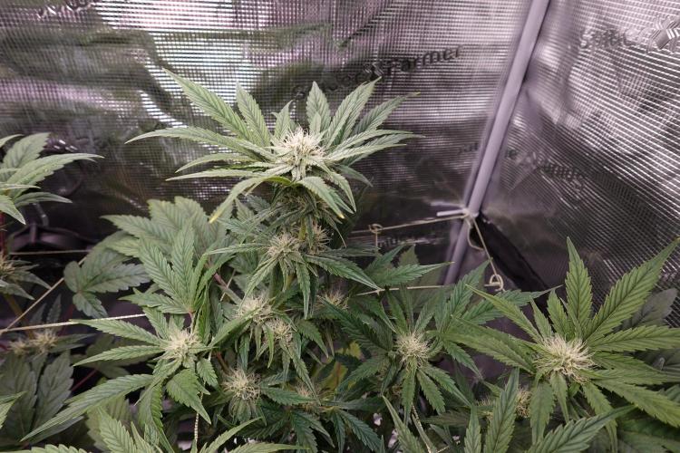 More Organic Autos: MW x GWK (Freebie). Week 7