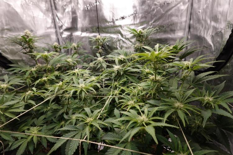 More Organic Autos: MW x GWK (Freebie). Week 7