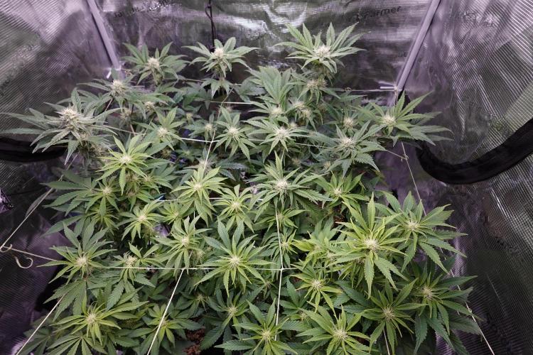 More Organic Autos: MW x GWK (Freebie). Week 7