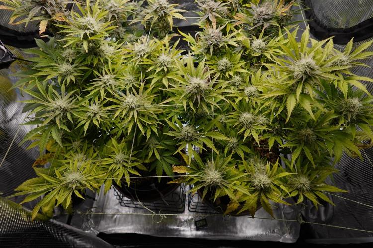 Gold Glue Organic Run AGAIN. Week 9