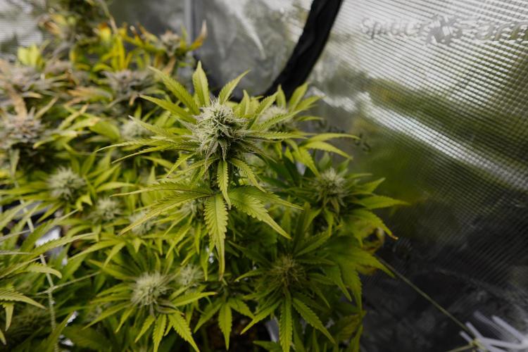Gold Glue Organic Run AGAIN. Week 9