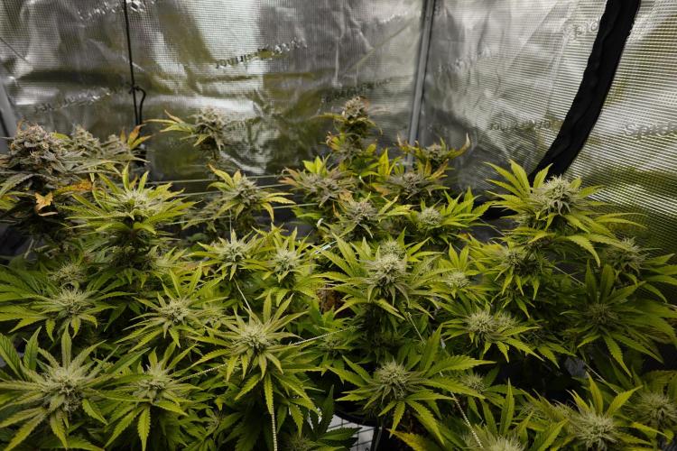 Gold Glue Organic Run AGAIN. Week 9