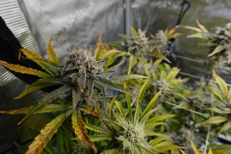 More Organic Autos: MW x GWK (Freebie). Week 9