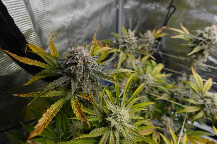 More Organic Autos: MW x GWK (Freebie). Week 9