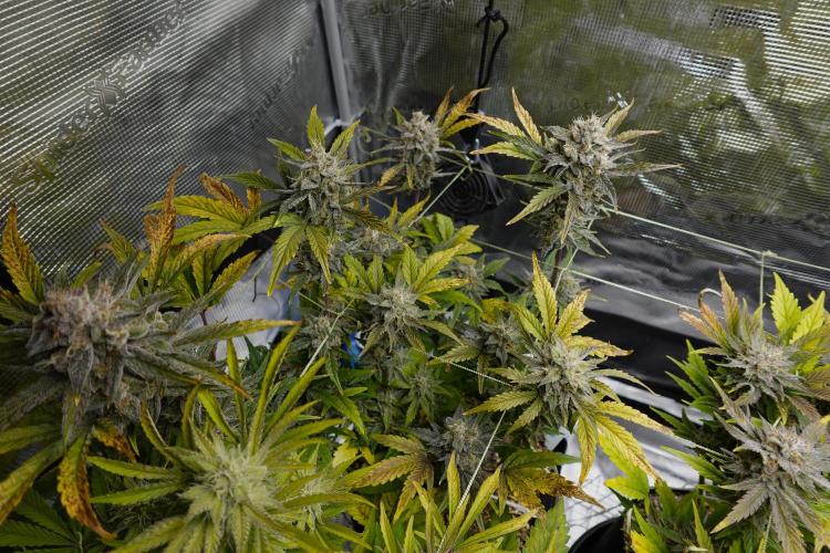 More Organic Autos: MW x GWK (Freebie). Week 9
