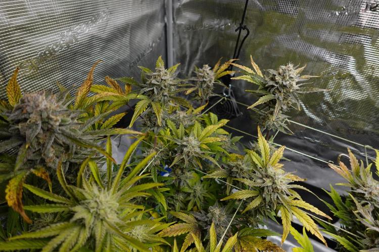 More Organic Autos: MW x GWK (Freebie). Week 9