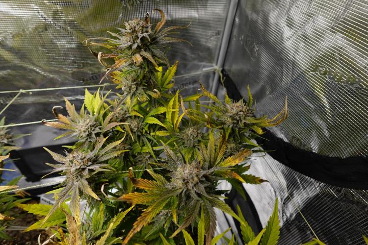 More Organic Autos: MW x GWK (Freebie). Week 9