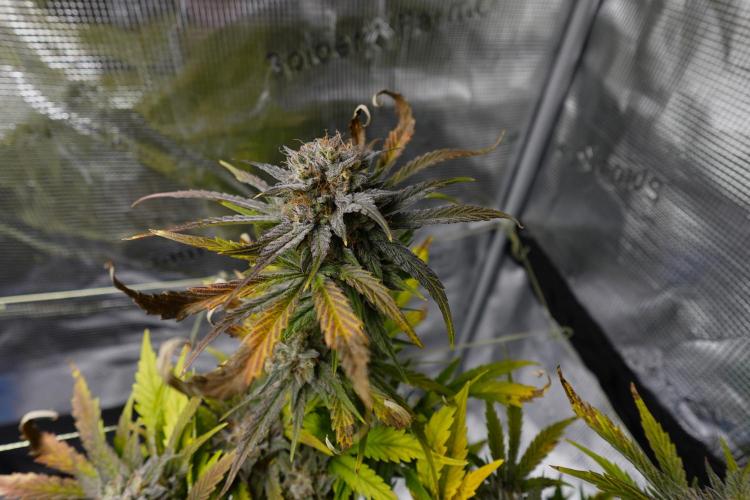 More Organic Autos: MW x GWK (Freebie). Week 9