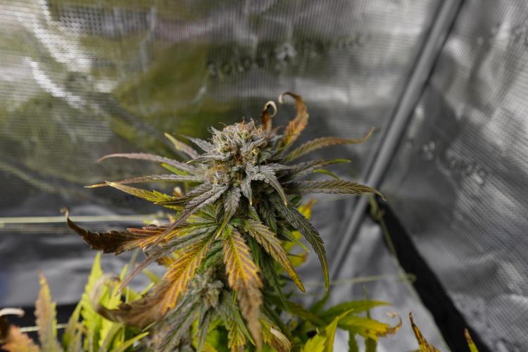 More Organic Autos: MW x GWK (Freebie). Week 9
