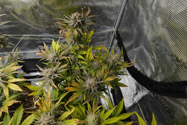 More Organic Autos: MW x GWK (Freebie). Week 9