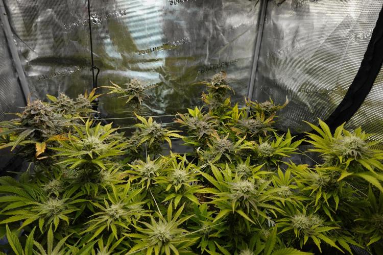 More Organic Autos: MW x GWK (Freebie). Week 9