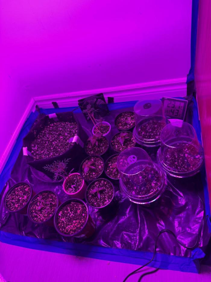 Runtz Muffin Pheno HUNT!. Week 0
