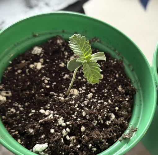 Runtz Muffin Pheno HUNT!. Week 1