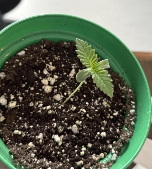 Runtz Muffin Pheno HUNT!. Week 1