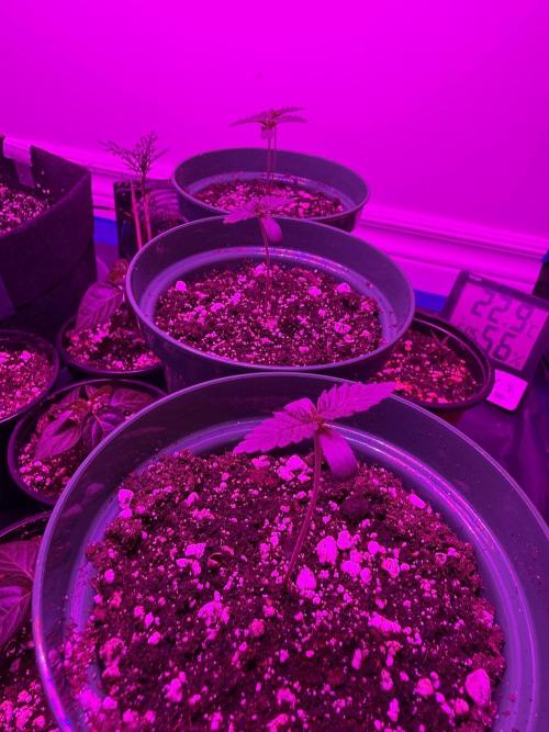 Runtz Muffin Pheno HUNT!. Week 1