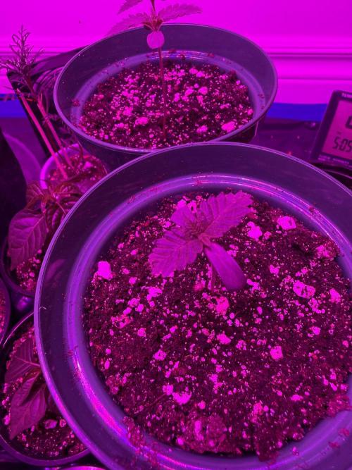 Runtz Muffin Pheno HUNT!. Week 1